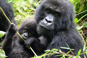 Uganda Mountain Gorillas