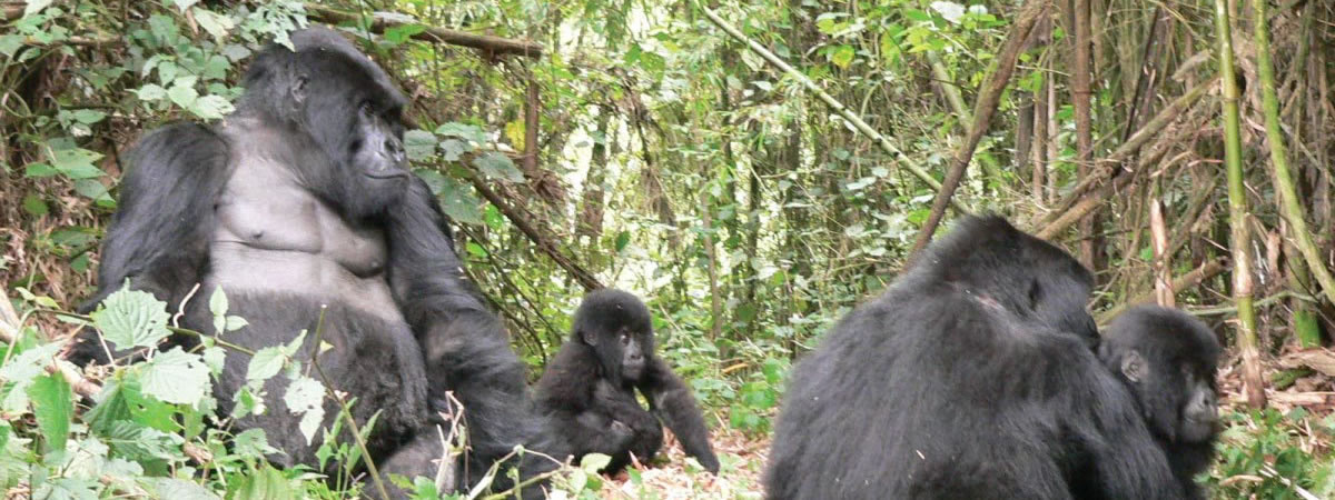 Gorillas in Bwindi impenetrable national park